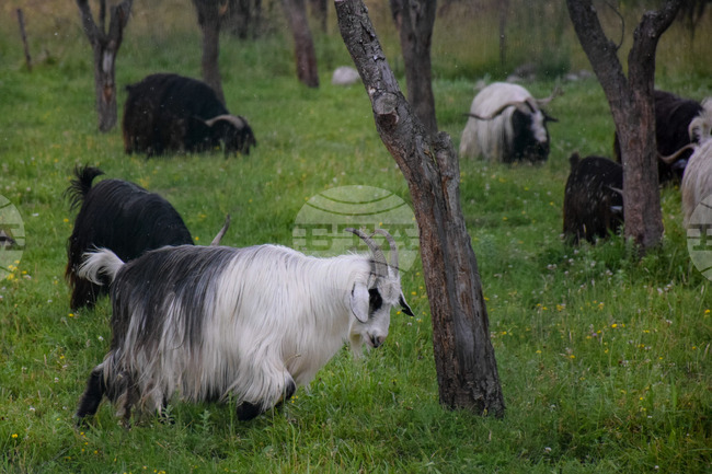Банско - паша - домашни животни