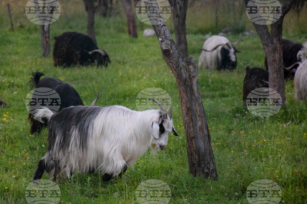 Банско - паша - домашни животни