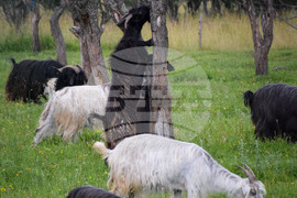 Банско - паша - домашни животни