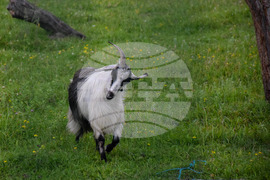 Банско - паша - домашни животни