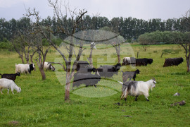 Банско - паша - домашни животни