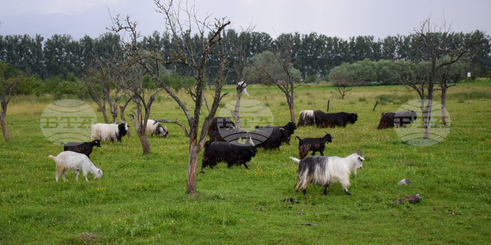 Банско - паша - домашни животни