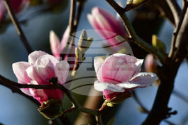 Исперих - магнолия - любопитно