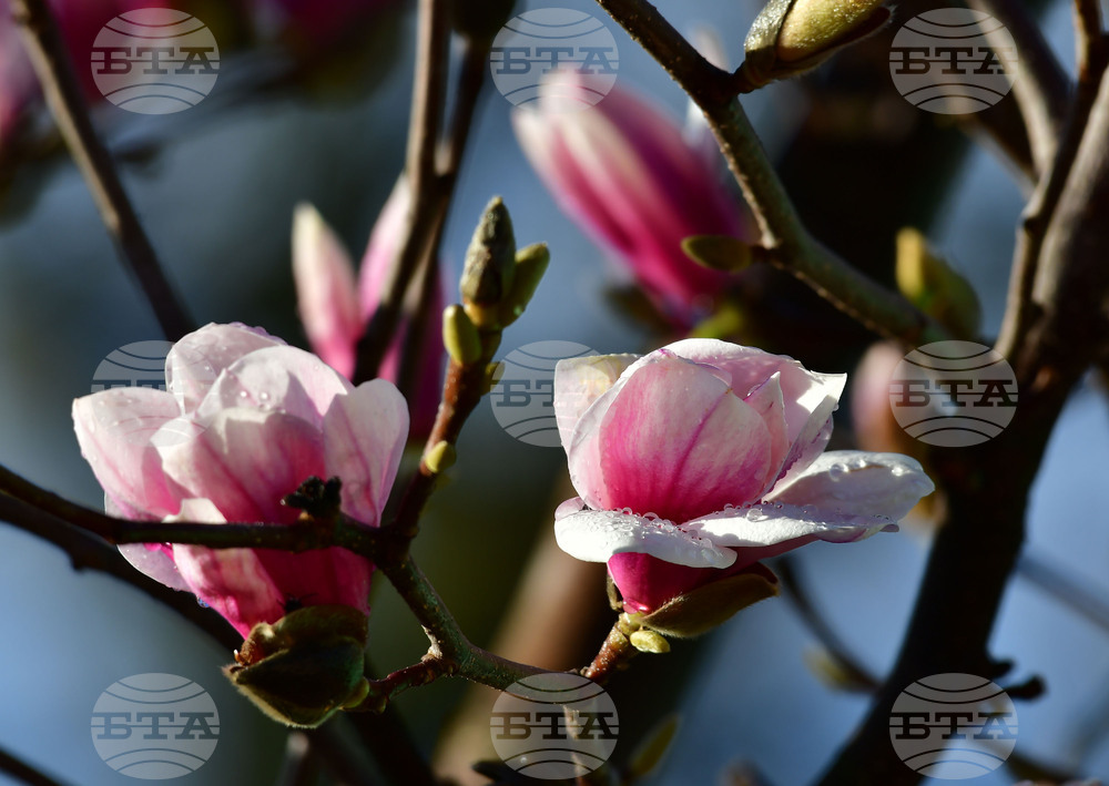 Исперих - магнолия - любопитно