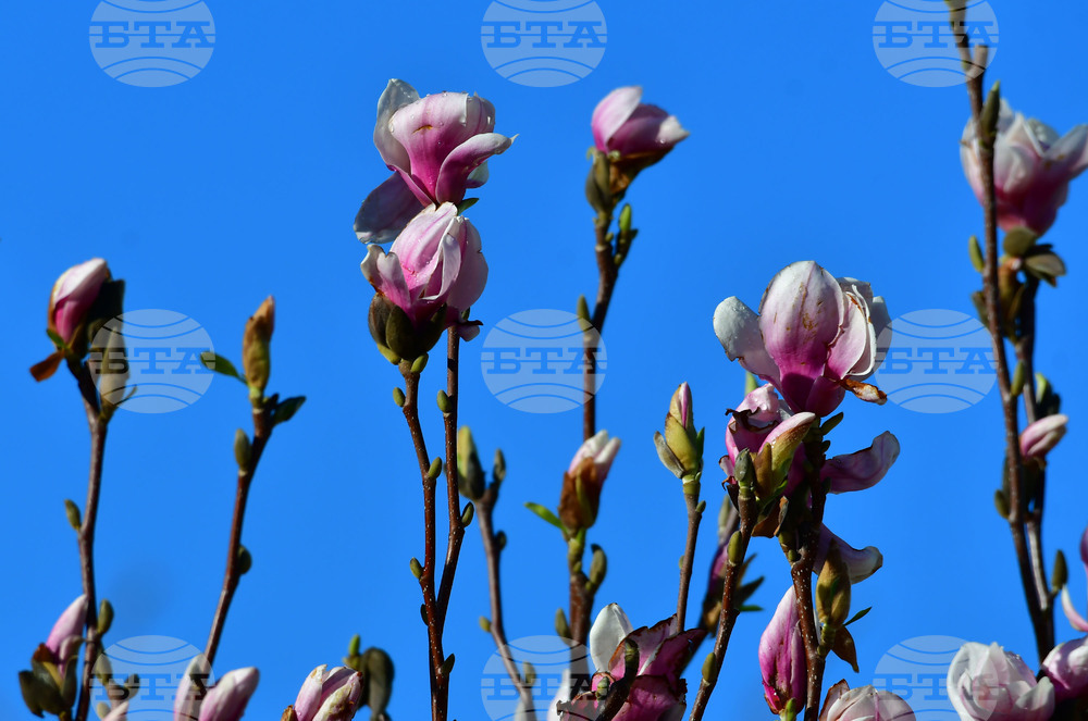 Исперих - магнолия - любопитно