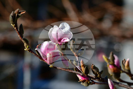 Исперих - магнолия - любопитно