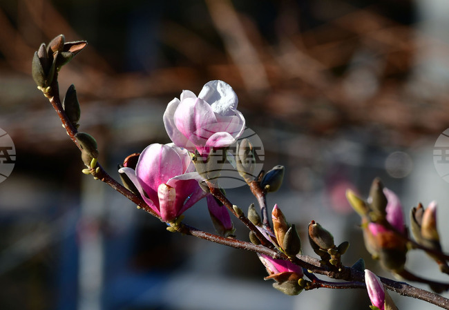  Исперих - магнолия - любопитно