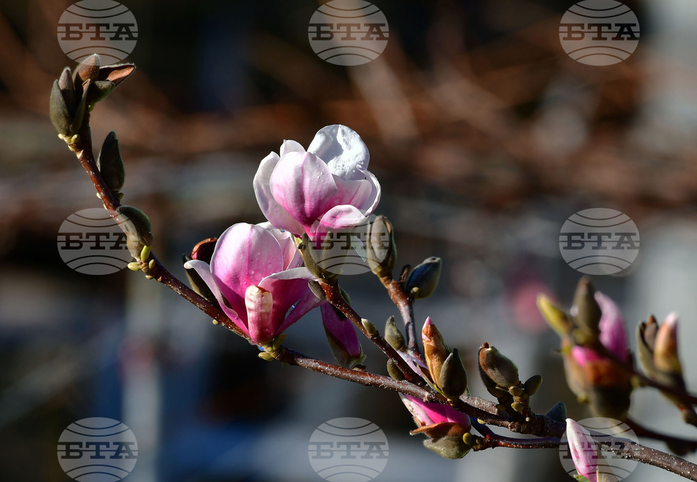 Исперих - магнолия - любопитно