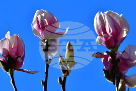 Исперих - магнолия - любопитно