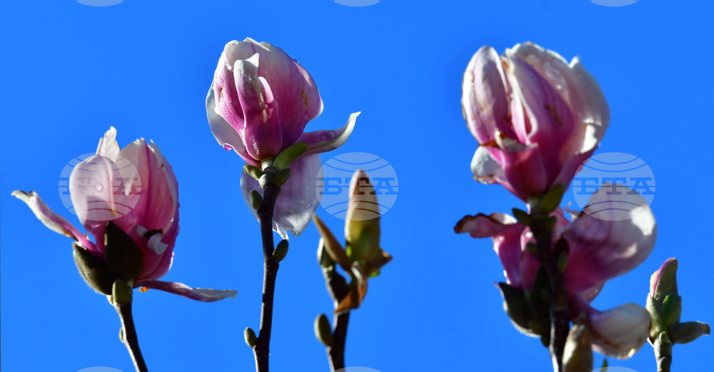 Исперих - магнолия - любопитно