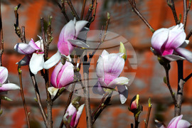 Исперих - магнолия - любопитно