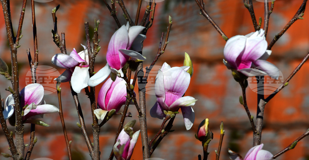 Исперих - магнолия - любопитно