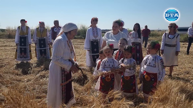 С ритуално зажънване и наричане за берекет започна жътвата на пшеницата в Исперих