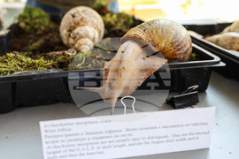 Бургас - изложба на гигантски африкански охлюви