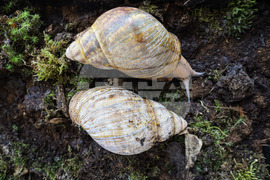 Бургас - изложба на гигантски африкански охлюви