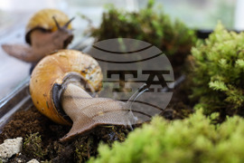 Бургас - изложба на гигантски африкански охлюви