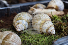 Бургас - изложба на гигантски африкански охлюви