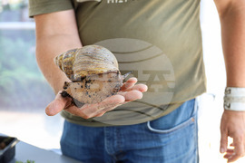 Бургас - изложба на гигантски африкански охлюви