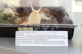 Бургас - изложба на гигантски африкански охлюви