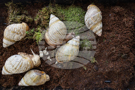 Бургас - изложба на гигантски африкански охлюви