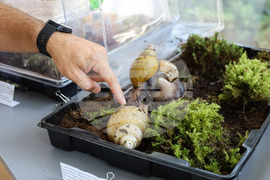 Бургас - изложба на гигантски африкански охлюви