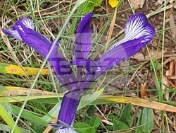 Снимка: Община Сливен