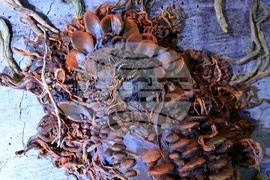 Aniventure Comic Con 2023