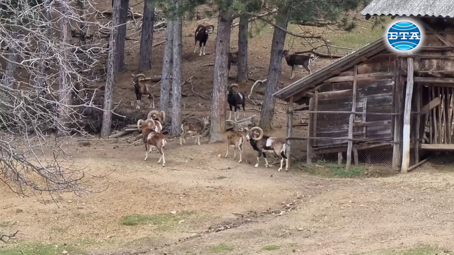 Елен лопатар и муфлон са трофейните видове, отглеждани в ловно стопанство "Женда" в Кърджали