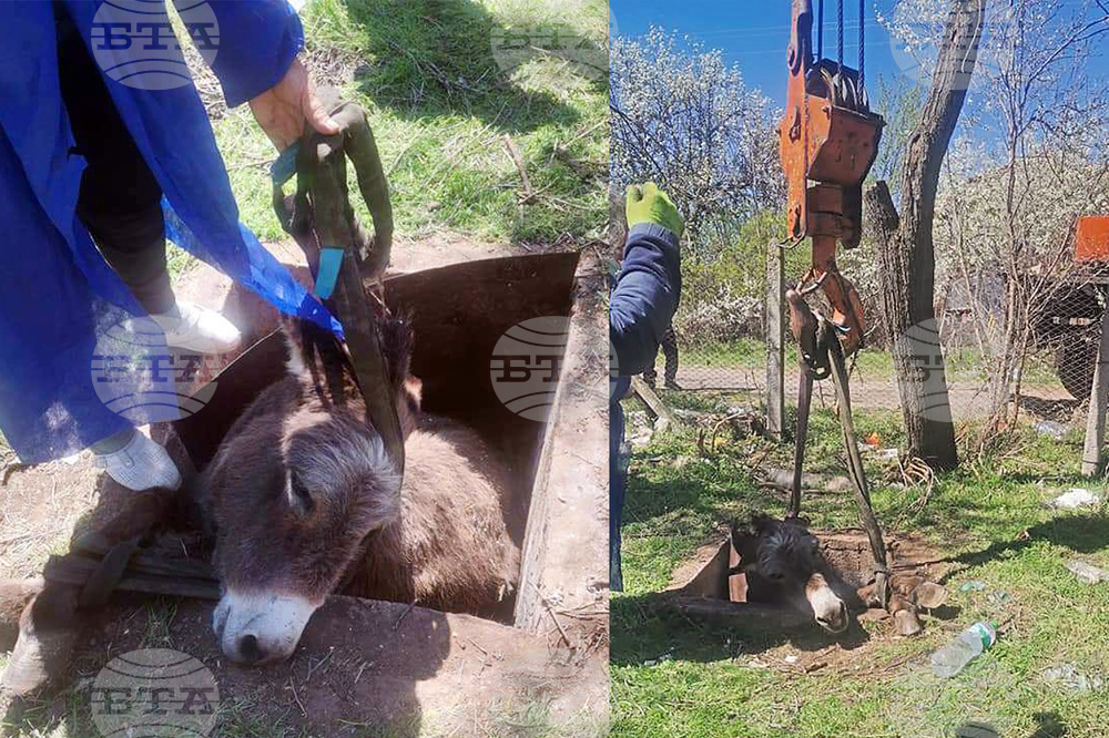 Спасители от Монтана извадиха магаре, паднало в шахта в село Клисурица
