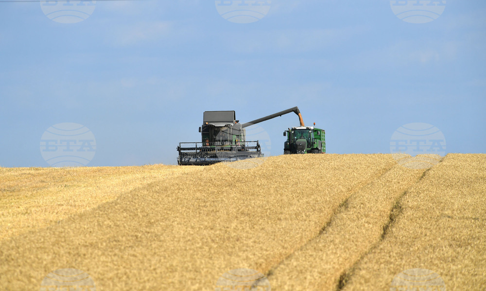 Село Китанчево - жътва