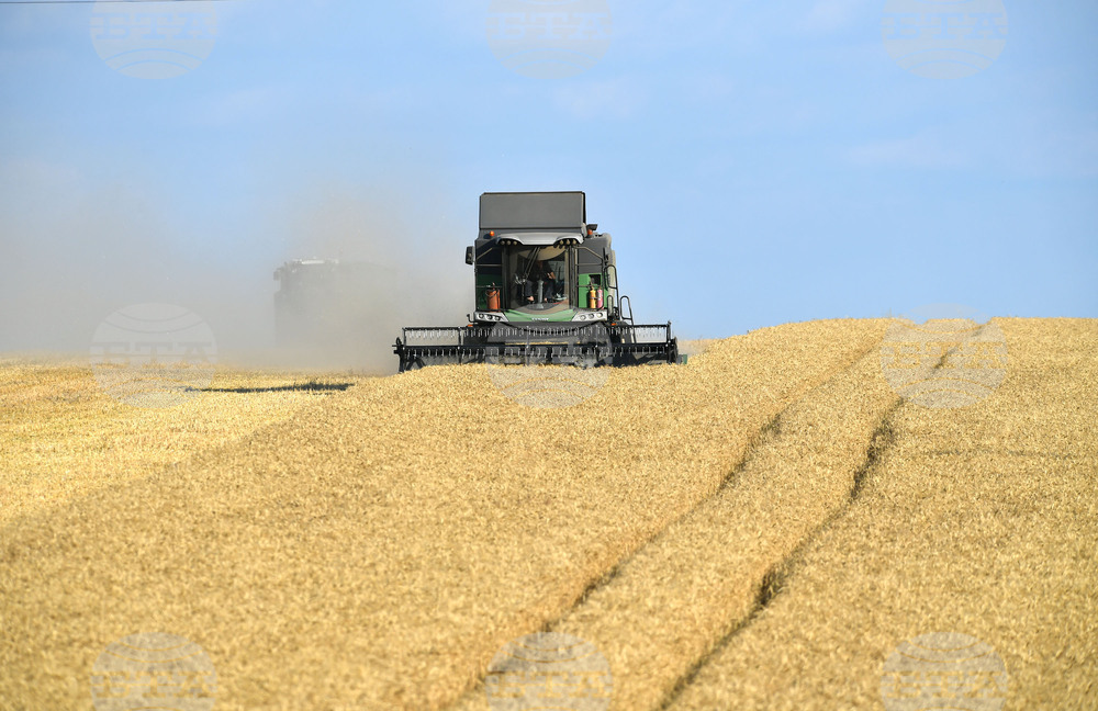 Село Китанчево - жътва