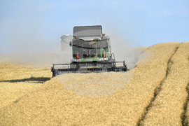 Село Китанчево - жътва