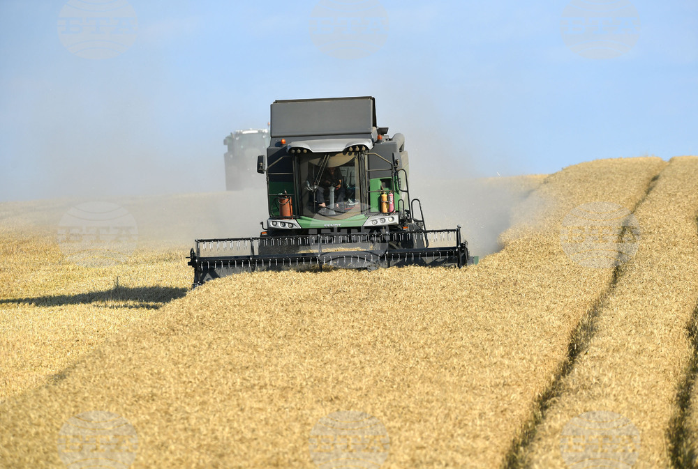 Село Китанчево - жътва