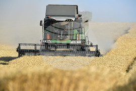 Село Китанчево - жътва