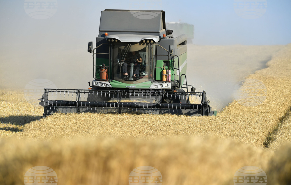 Село Китанчево - жътва