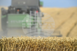 Село Китанчево - жътва