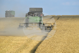 Село Китанчево - жътва