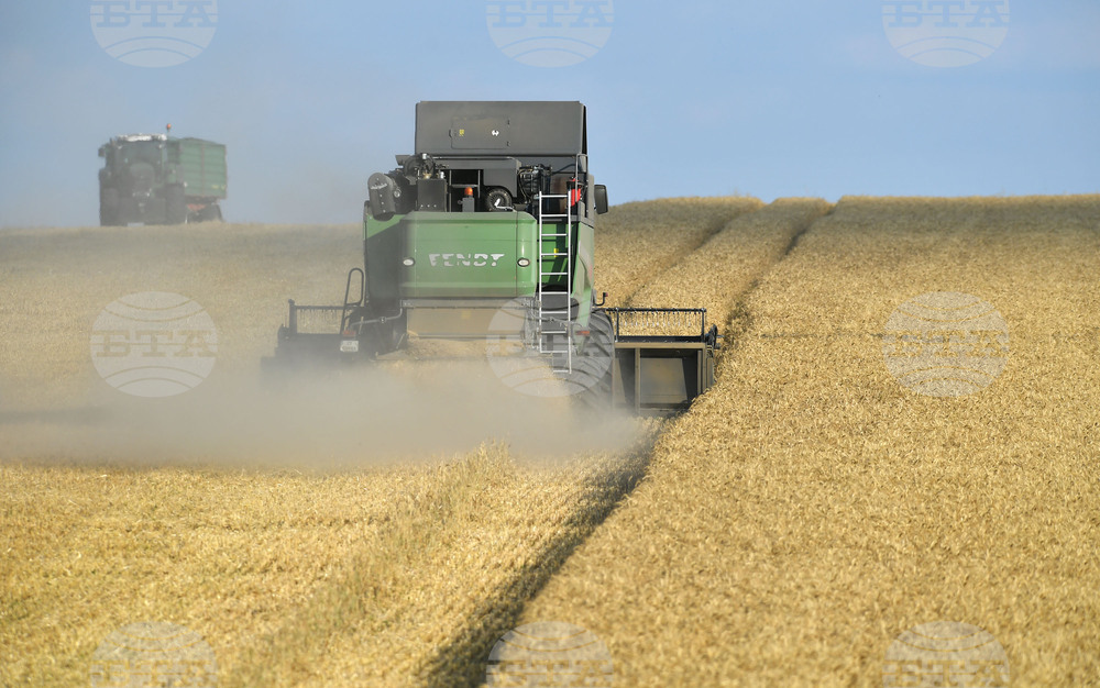 Село Китанчево - жътва