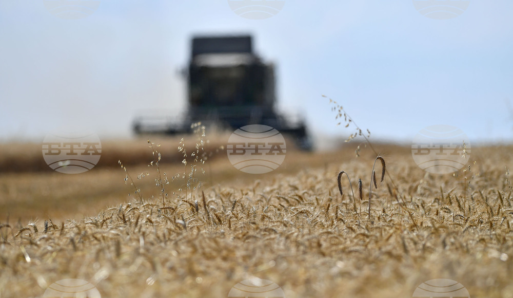 Село Китанчево - жътва