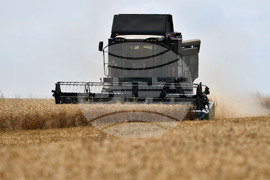 Село Китанчево - жътва