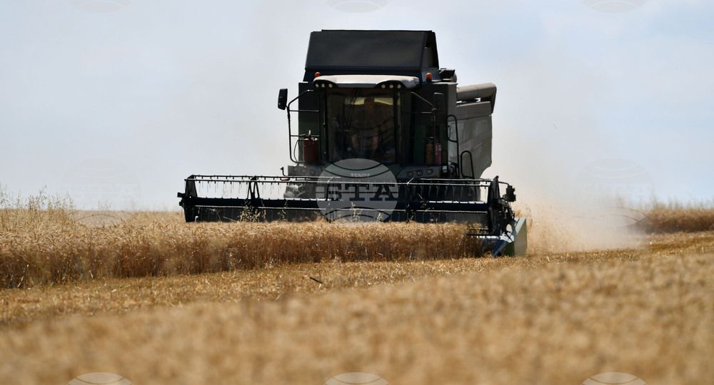 Село Китанчево - жътва