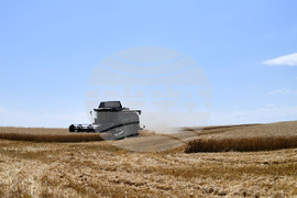 Село Китанчево - жътва