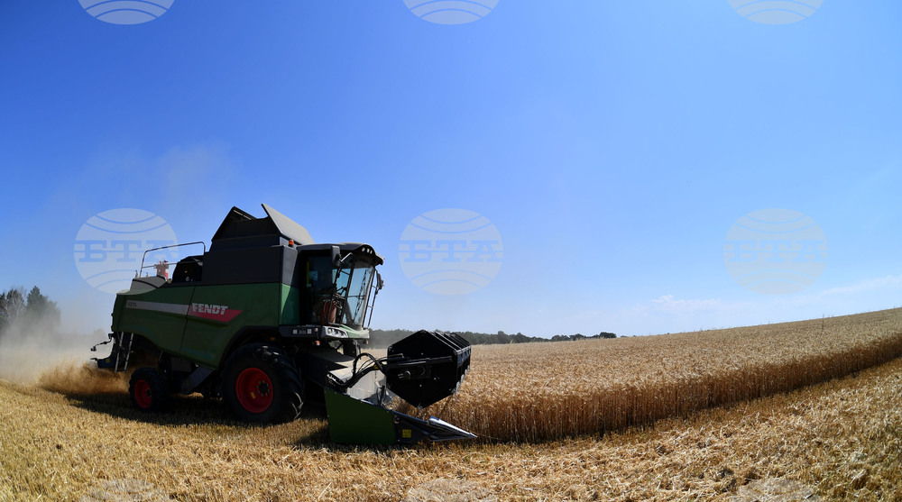 Село Китанчево - жътва