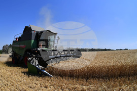 Село Китанчево - жътва