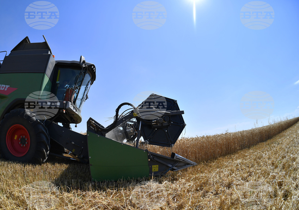 Село Китанчево - жътва