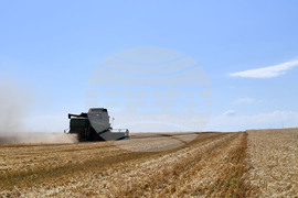 Село Китанчево - жътва