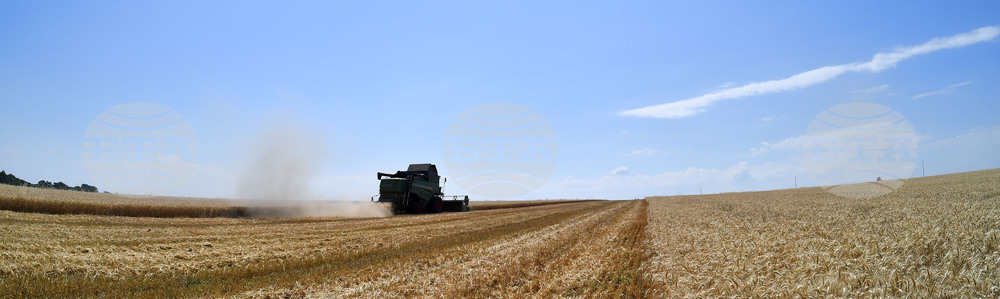 Село Китанчево - жътва