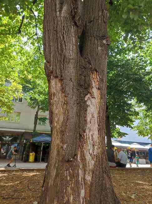 Община Добрич: Премахнати са 2 опасни дървета от род Липа