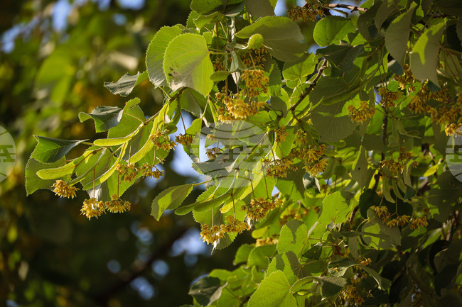 Кметът на Ловеч забранява брането на липов цвят без издадено актуално разрешително