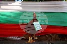 КНСБ - протест